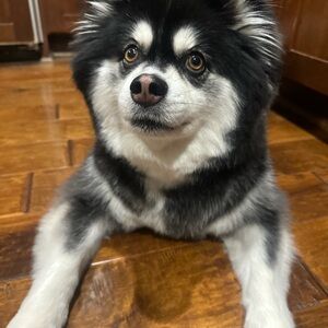 UNLISTED SHOW ITEM 4